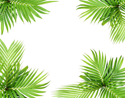 绿叶的棕榈树孤立在白色的背景