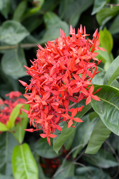 红色瓢虫花