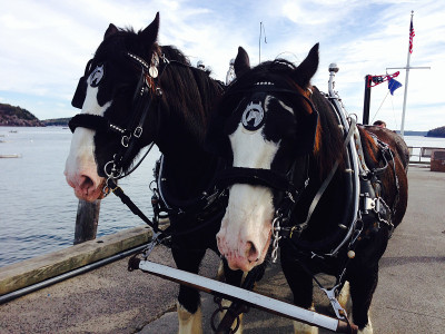 Clydesdales-Horses