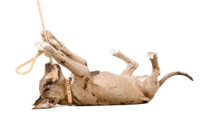 有趣的斗牛犬狗玩一根绳子躺在他的背上