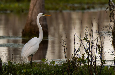 A Great Egret at a Lagoon in Central America