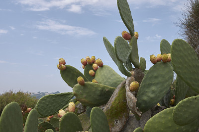 仙人掌属植物榕树表示