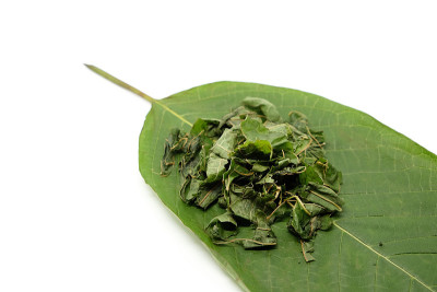 把泰国的一种植物三叶草(kratom)的碎叶放在它的叶子上。近距离和孤立的白色背景
