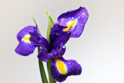 虹膜花