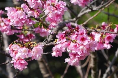樱花
