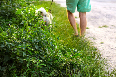 散焦的年轻人和他的狗在户外散步在夏天的白天。猎犬坐在高高的浓密的草丛或杂草后面。西伯利亚莱卡(哈士奇