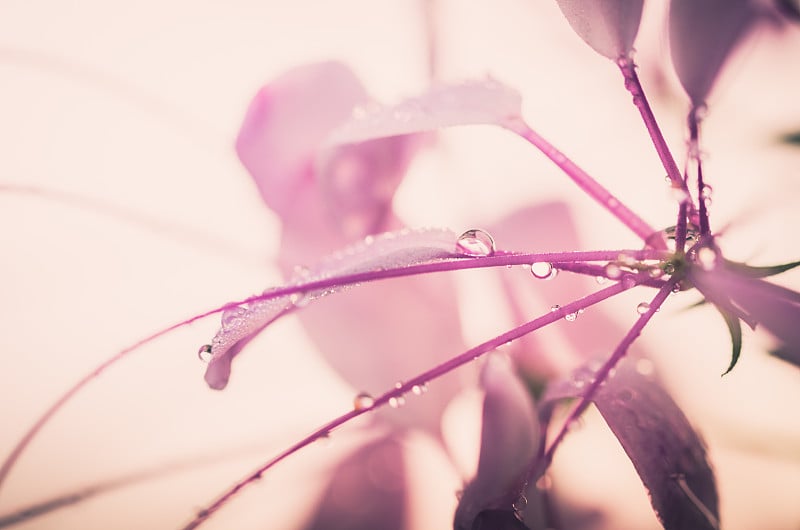 或蜘蛛花或蜘蛛植物