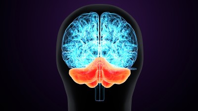 人脑交叉解剖学的三维渲染