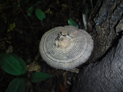 亚马逊的Funky Funghi