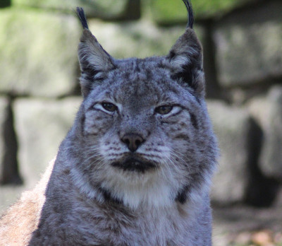 欧亚猞猁(lynx lynx)