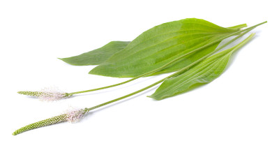 车前草，又称老车前草。在白色背景上隔离