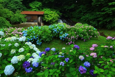 岩手县北上市绣球花和水磨