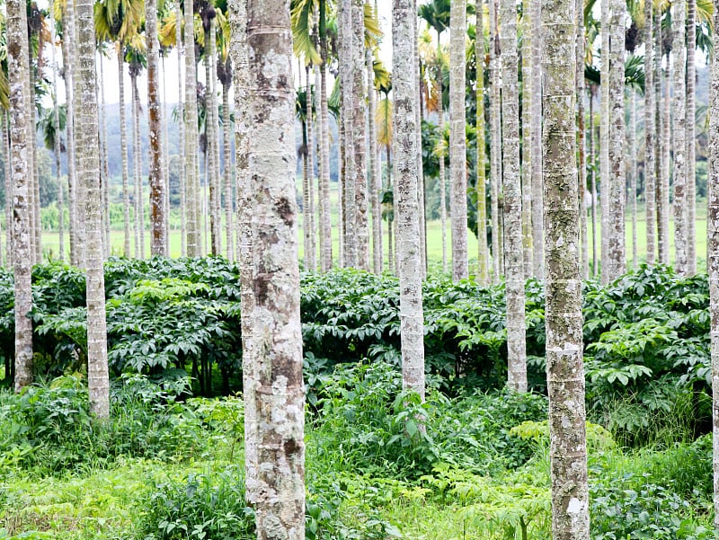 象脚山药栽培在槟榔种植园