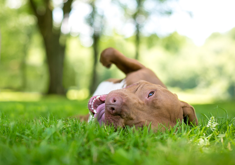 一只在草丛中打滚的比特斗牛犬