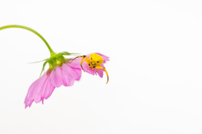 粉红色的宇宙花和黄色的蜘蛛