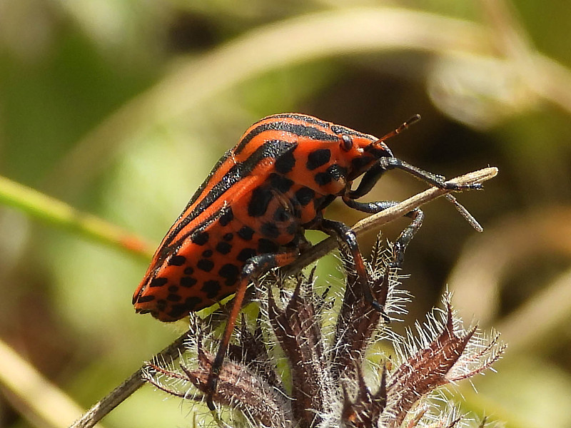 丑角虫（Graphosoma lineatum）