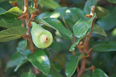 热带榕属植物pumila L。