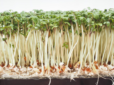 极度特写的豆瓣菜
