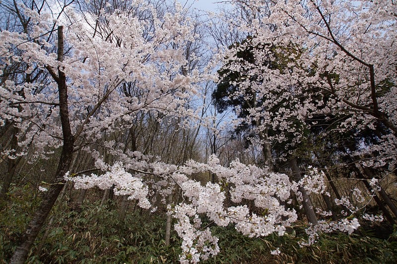 令人惊叹的樱花盛开的樱花在野登半岛，日本