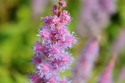 粉色astilbe花