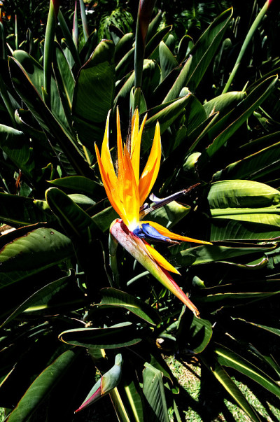 Strelitzia Reginae