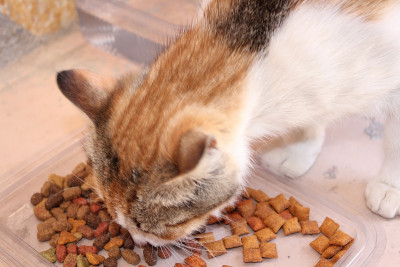猫妈妈和小猫们
