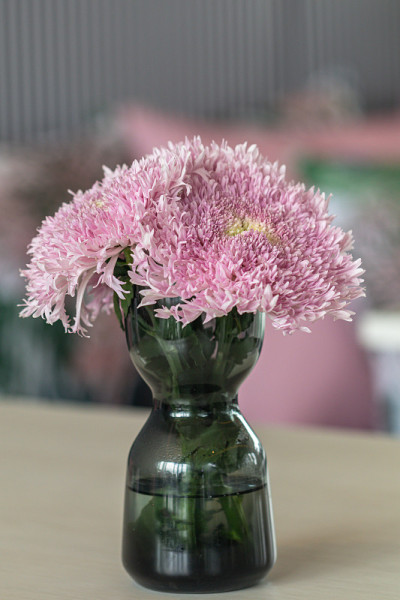 模糊的美丽的粉红色菊花花束在玻璃花瓶上的桌子。