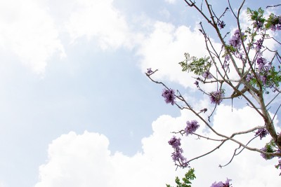 蓝花楹花在树上