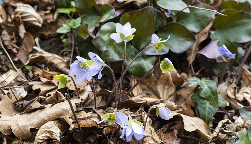 hepatica nobilis flowers