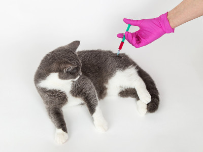 猫在兽医的接待处，接种疫苗时，手上拿着医用手套，拿着注射器注射药物。宠物治疗的概念，接种疫苗。