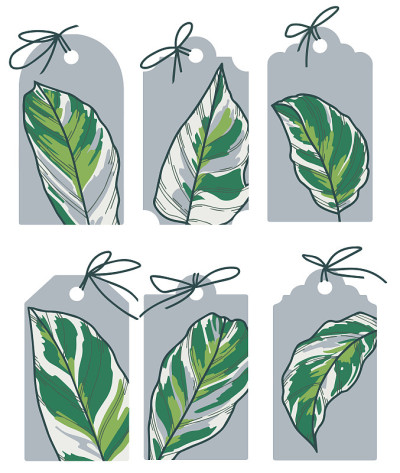 Drawn vector labels with exotic Calathea Fusion Wh
