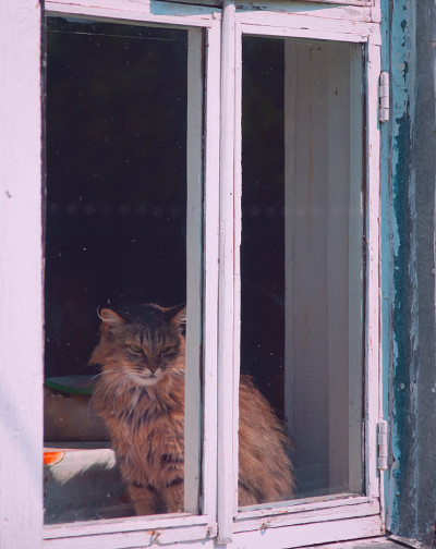 农村的猫。