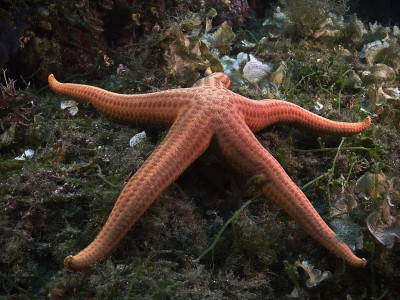橙色海星，橘色海星