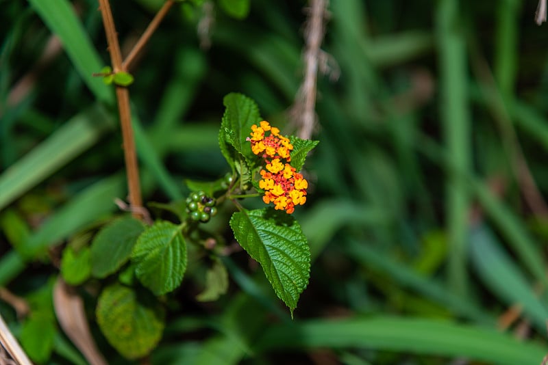 卡马拉Lantana