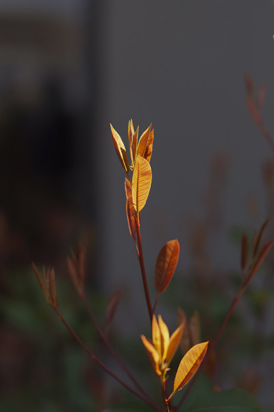这种植物被称为火灌木，在土耳其可以变成红色。Photinia Serrulata。有选择性的重点