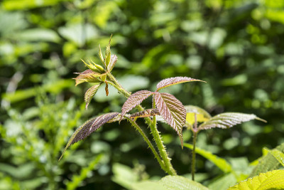 小荨麻植物