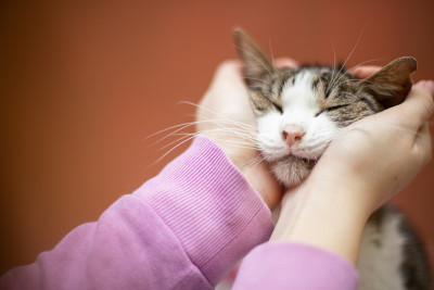 有趣的猫在微笑
