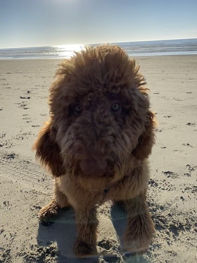 面条的labradoodle