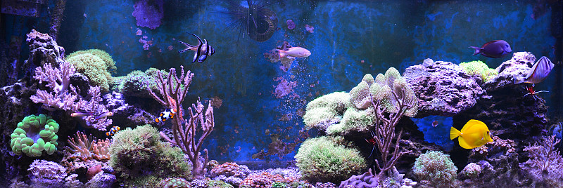 Reef tank, marine aquarium filled with water for k