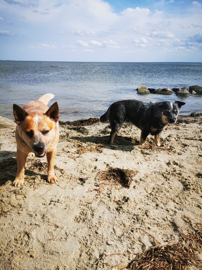 海滩上的澳大利亚牧牛犬