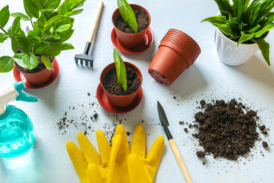 室内植物扎米果的叶片繁殖方法春季更新，花卉护理理念俯视图平铺