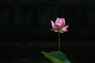 莲花