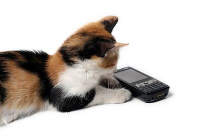 小猫在等电话