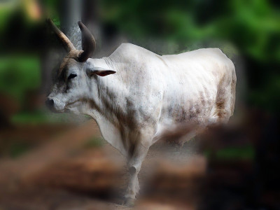 Bull-Animal