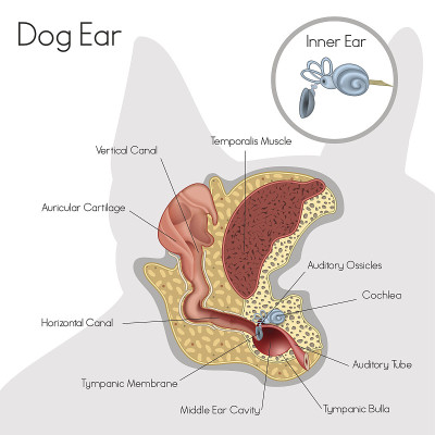 犬耳结构
