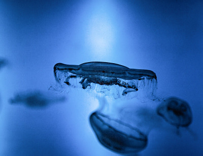 水母3