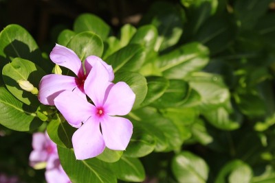 长春花(Catharanthus roseus)，俗称马达加斯加长春花、玫瑰长春花或玫瑰长春花，是罗