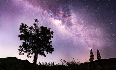 蓝色夜空中星星点点的星云和银河系的宇宙空间全景图。星空下，山上孤独高大的老松树的剪影