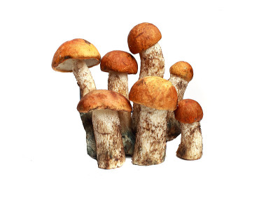 蘑菇橙帽牛肝菌和牛肝菌
