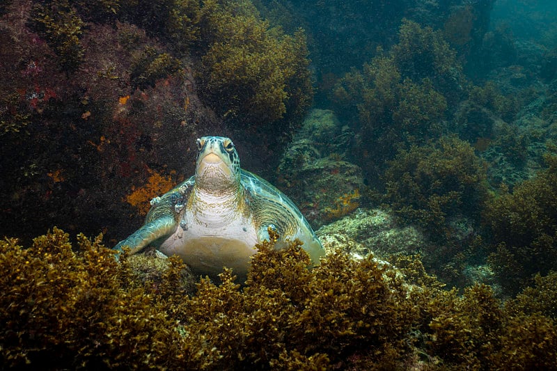 海龟在礁石上休息